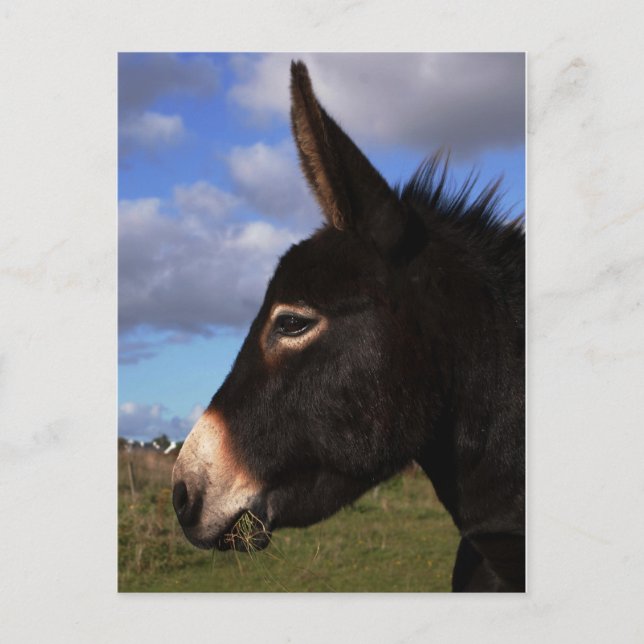 Portrait eines Esels Postkarte (Vorderseite)