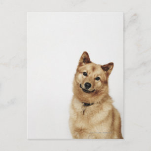 Portrait eines finnischen Spitz-Hundes, der lächel Postkarte