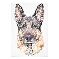 Portrait eines Hundes, deutscher Schäferhund, farb