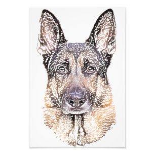 Portrait eines Hundes, deutscher Schäferhund, farb Fotodruck