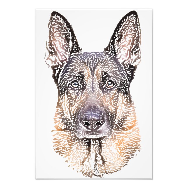 Portrait eines Hundes, deutscher Schäferhund, farb Fotodruck (Vorne)