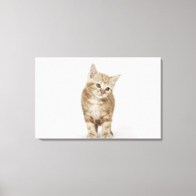 Portrait eines Kätzchens Leinwanddruck (Vorderseite)