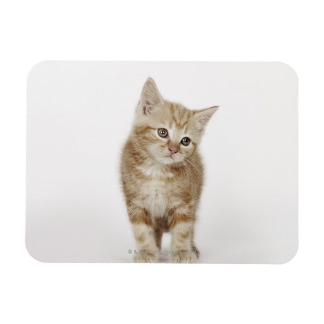 Portrait eines Kätzchens Magnet (Horizontal)