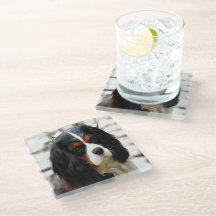 Portrait eines Königs Charles Cavalier Spaniel