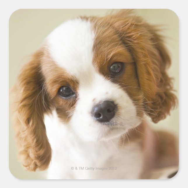 Portrait eines Königs Charles Spaniel-Welpen Quadratischer Aufkleber (Vorderseite)