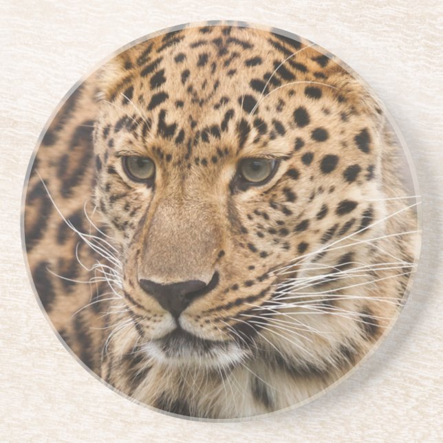 Portrait eines Leoparden Untersetzer (Vorne)