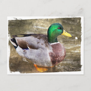 Portrait eines männlichen Stockwerks Postkarte