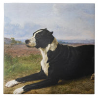 Portrait eines Mastiff Labrador Hundes (Rosa Bonhe