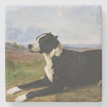 Portrait eines Mastiff Labrador Hundes (Rosa Bonhe