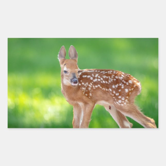 Portrait eines Neugeborenen (Weißschwanzhirsche) Rechteckiger Aufkleber (Vorderseite)