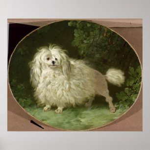 Portrait eines Poodles Poster