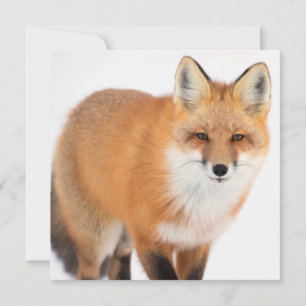 Portrait eines Rotfuchs Feiertagskarte