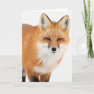 Portrait eines Rotfuchs Feiertagskarte