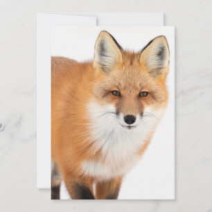 Portrait eines Rotfuchs Feiertagskarte