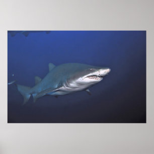 Portrait eines Sand Tiger Poster