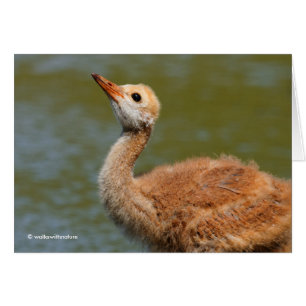 Portrait eines Sandhügels Crane Colt