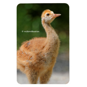Portrait eines Sandhügels Crane Colt Magnet