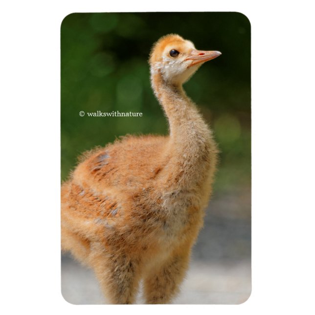 Portrait eines Sandhügels Crane Colt Magnet (Vertikal)