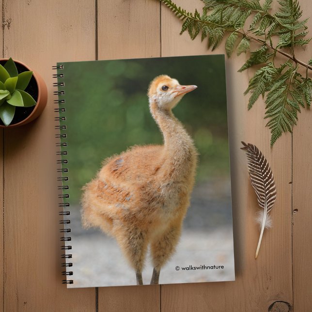 Portrait eines Sandhügels Crane Colt Notizblock (Portrait of a Sandhill Crane Colt Journal Cover Photo)