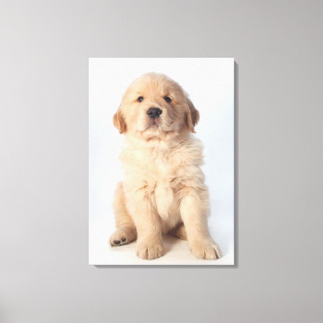 Portrait eines sechs Wochen alten goldenen Retriev Leinwanddruck (Vorderseite)