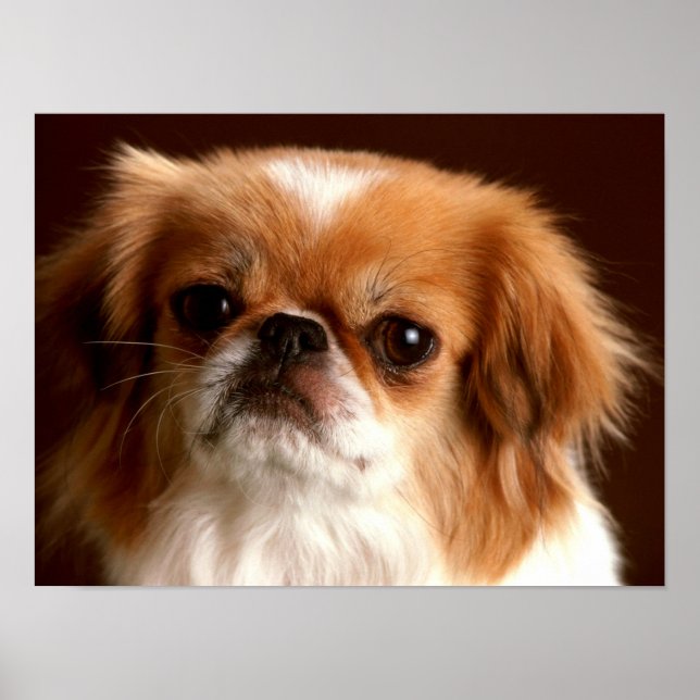 Portrait eines Spanierhundes Poster (Vorne)