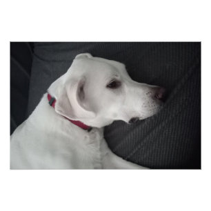 Portrait eines weißen Hundes Traditionell und klas Poster