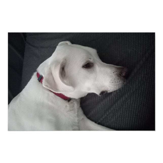 Portrait eines weißen Hundes Traditionell und klas Poster (Vorderseite)