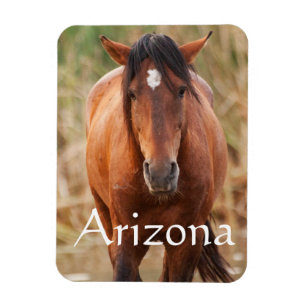 Portrait eines wilden Mustang, Arizona Magnet