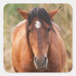 Portrait eines wilden Mustang Quadratischer Aufkleber