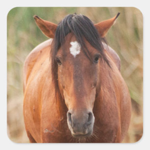 Portrait eines wilden Mustang Quadratischer Aufkleber