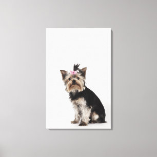 Portrait eines Yorkshire Terrier Hundes Leinwanddruck