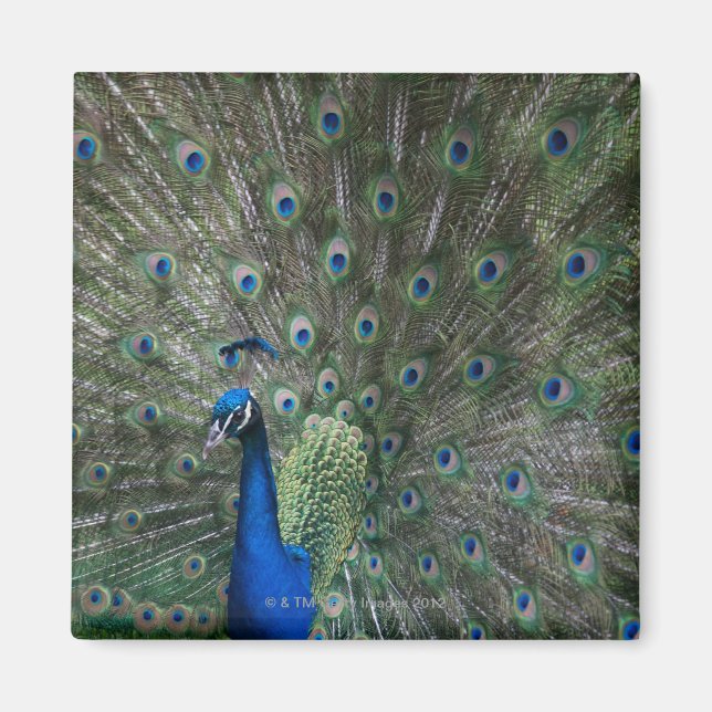 Portrait, Federn, farbig, Pfau, im Freien, Magnet (Vorne)
