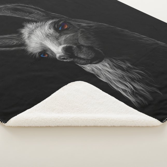Portrait Head Niedlich Llama mit schwarzem Hinterg Sherpadecke (3/4)