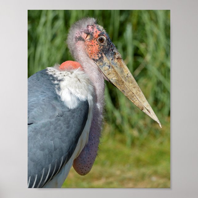 Portrait marabou Storch Poster (Vorne)