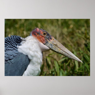 Portrait marabou Storch Poster