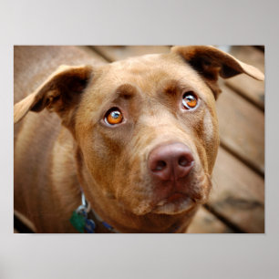 Portrait niedliche Schokolade Labrador Pit Mix Dog Poster
