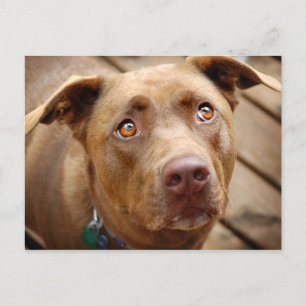 Portrait niedliche Schokolade Labrador Pit Mix Dog Postkarte