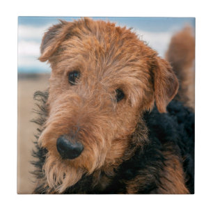 Portrait of a Airedale Terrier Fliese