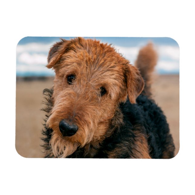 Portrait of a Airedale Terrier Magnet (Horizontal)