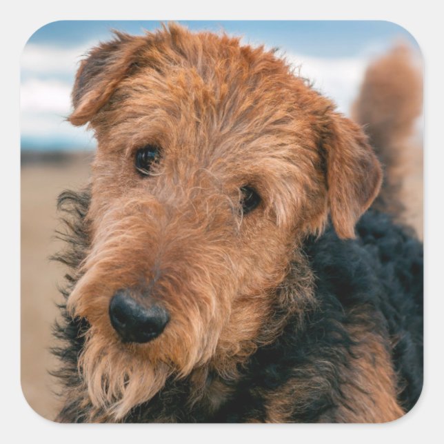 Portrait of a Airedale Terrier Quadratischer Aufkleber (Vorderseite)