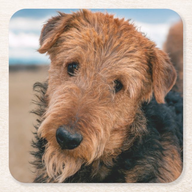 Portrait of a Airedale Terrier Rechteckiger Pappuntersetzer (Vorderseite)