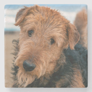 Portrait of a Airedale Terrier Steinuntersetzer