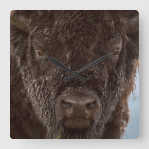 Portrait Of A Bison Bull In The Rain Quadratische Wanduhr