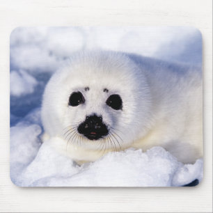 Portrait of a Harp Seal Pup Mousepad