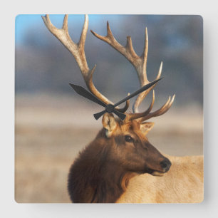 Portrait of a stunning bull elk quadratische wanduhr