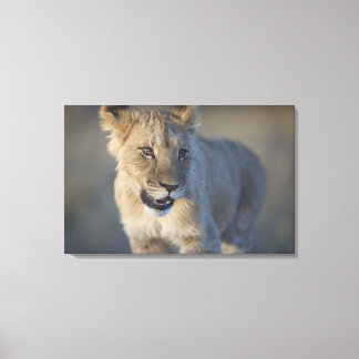 Portrait of Lion Cub (Panthera Leo), Namibia Leinwanddruck