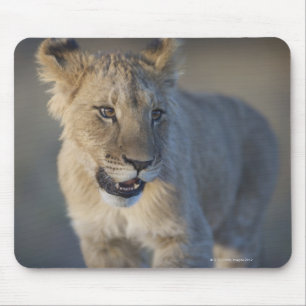 Portrait of Lion Cub (Panthera Leo), Namibia Mousepad