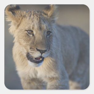 Portrait of Lion Cub (Panthera Leo), Namibia Quadratischer Aufkleber