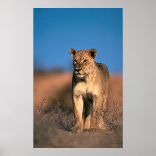 Portrait Of Lioness (Panthera Leo) Poster