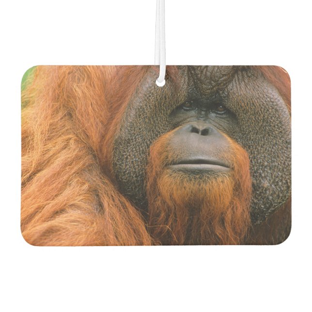 Portrait of Orang-utang Male, Georgia, USA Autolufterfrischer (Vorderseite)